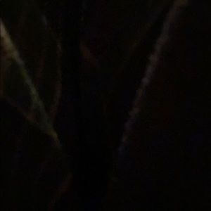 Meet your Posher, Bailey